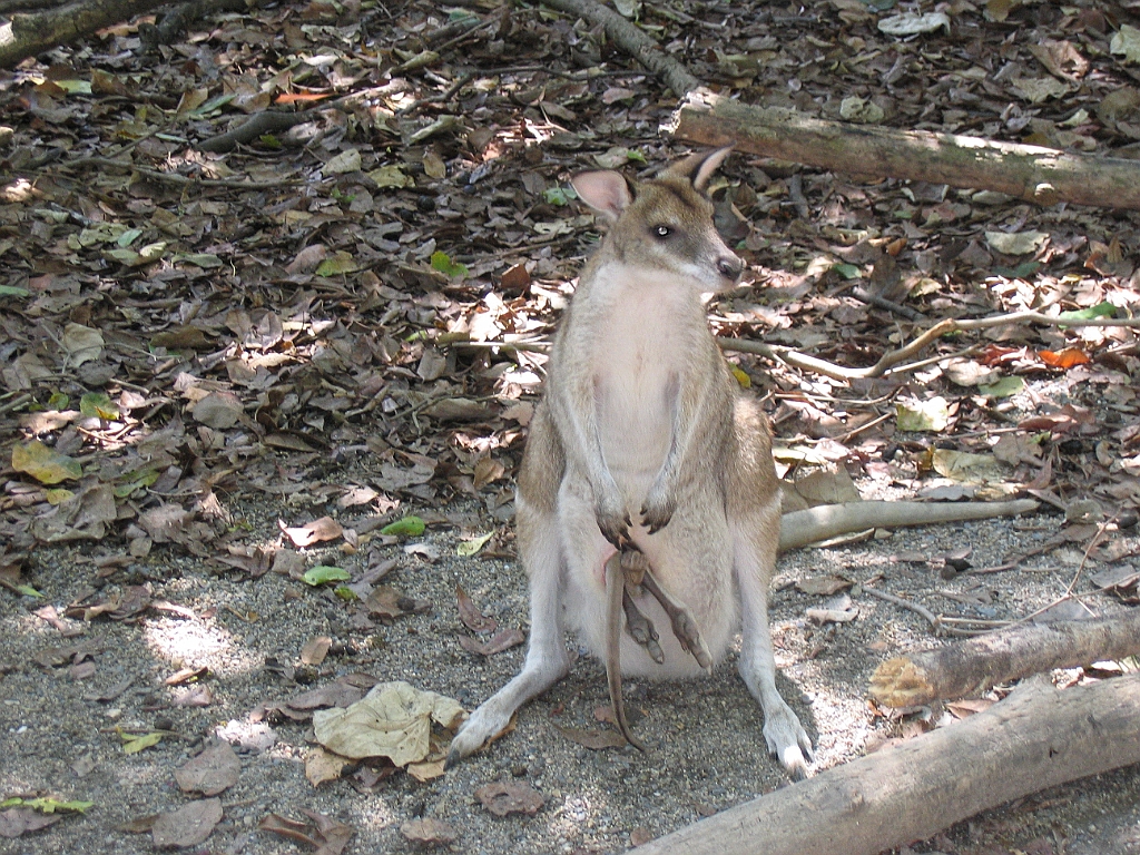 CairnsTC301 Wildlife Habitat.jpg